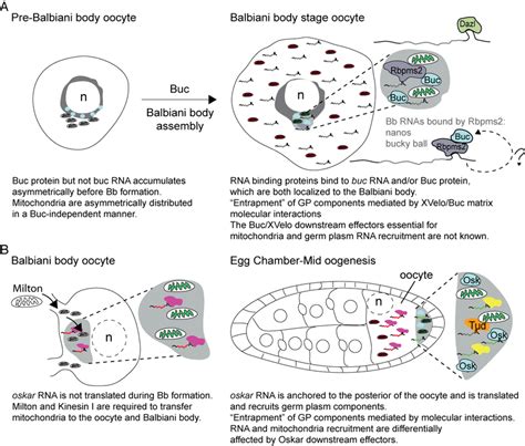 buc interacts with hermes|The vertebrate Balbiani body, germ plasm, and oocyte polarity.